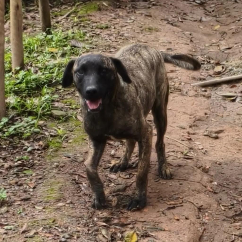 Sergio, cachorro de porte médio para adoção em Cotia - SP — foto 5 de 7