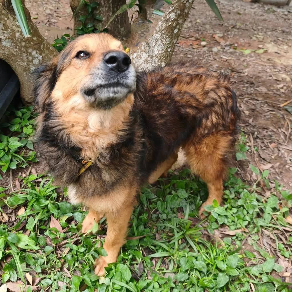 Melvin, cachorro de porte médio para adoção em Cotia - SP