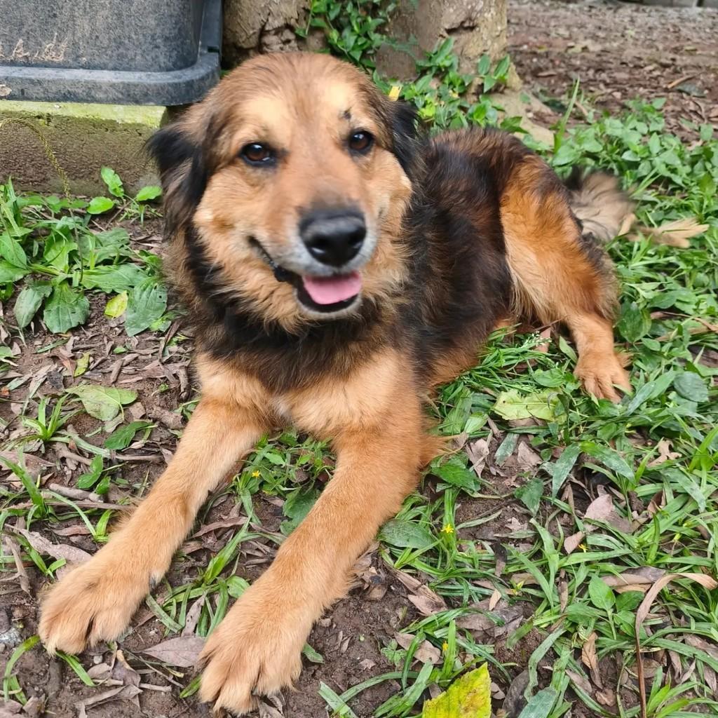 Melvin, cachorro de porte médio para adoção em Cotia - SP — foto 2 de 7