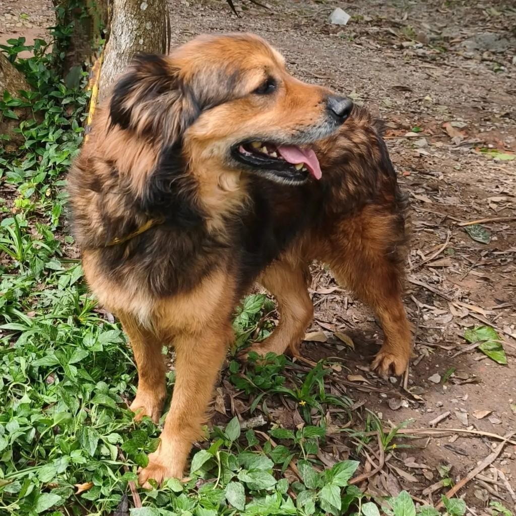Melvin, cachorro de porte médio para adoção em Cotia - SP — foto 3 de 7