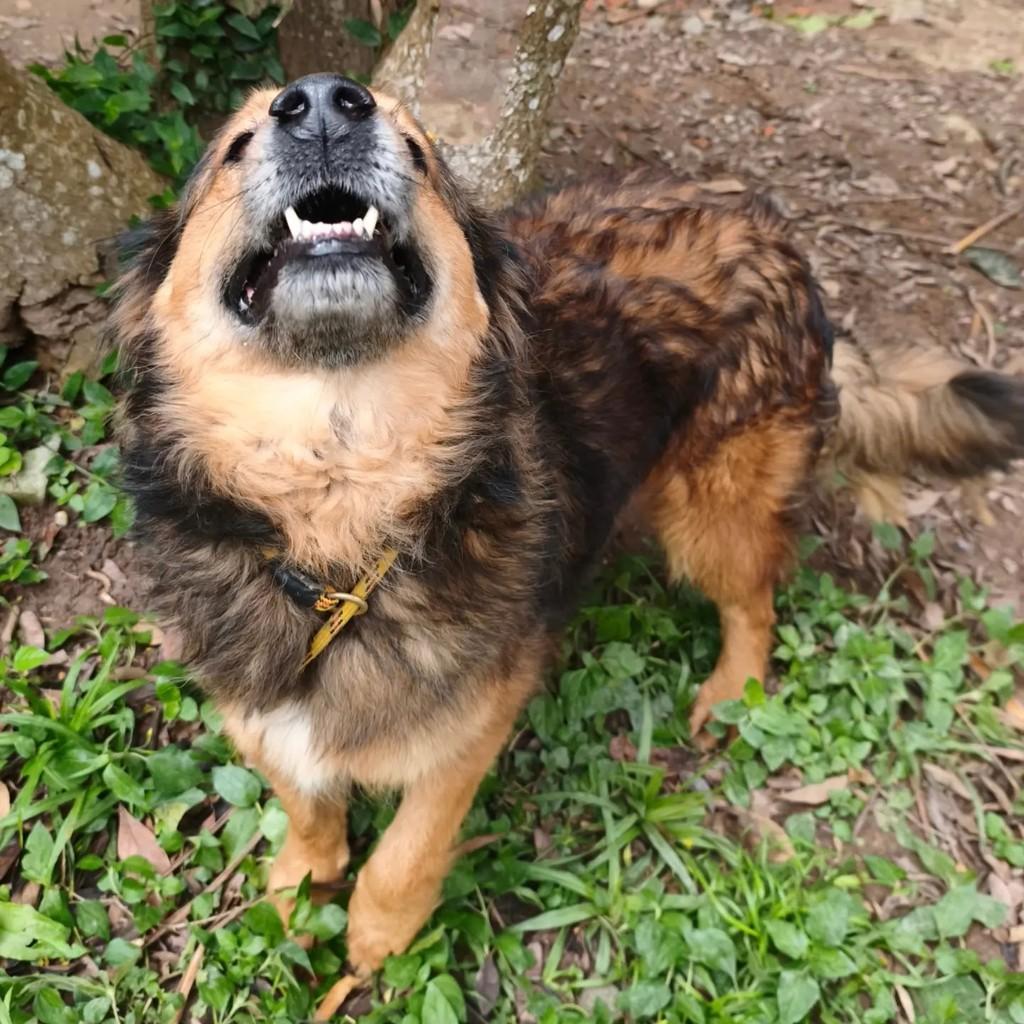 Melvin, cachorro de porte médio para adoção em Cotia - SP — foto 4 de 7