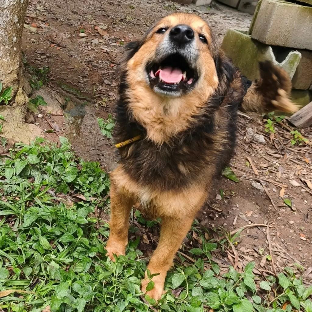 Melvin, cachorro de porte médio para adoção em Cotia - SP — foto 5 de 7