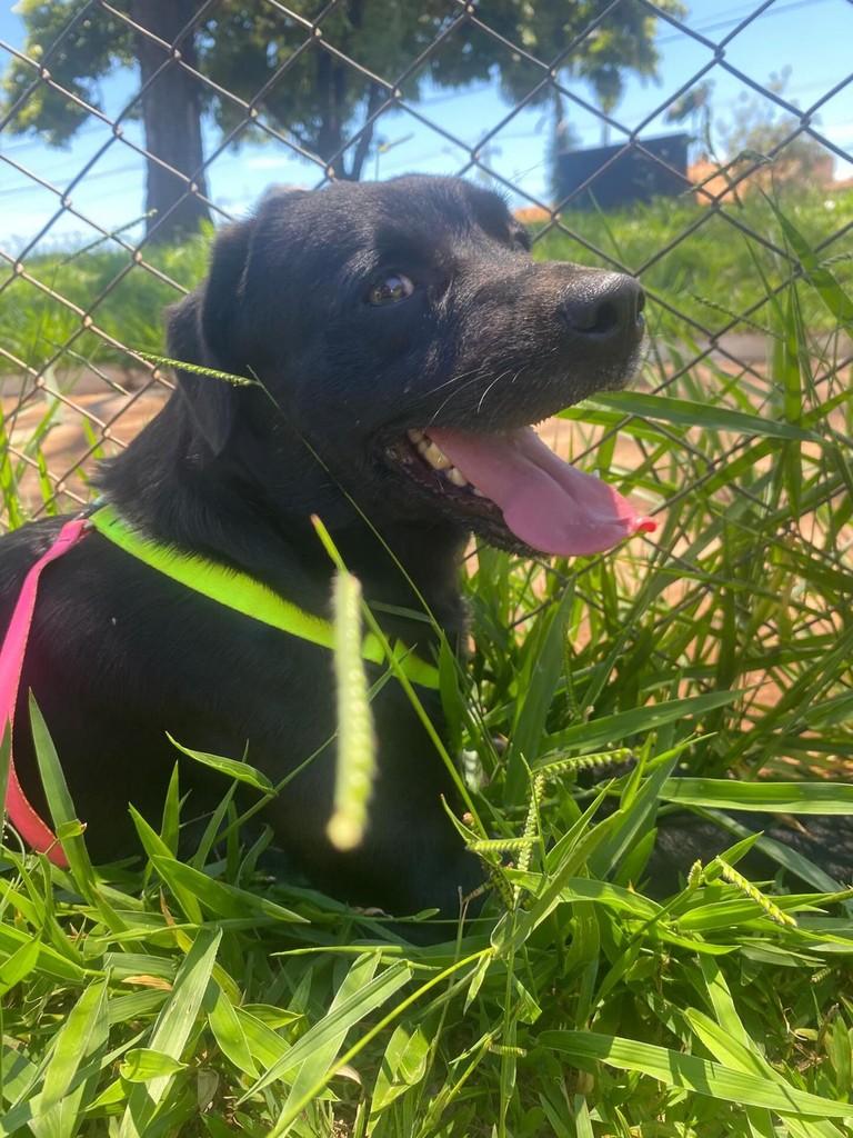 Negão, cachorro de porte médio para adoção em Ourinhos - SP