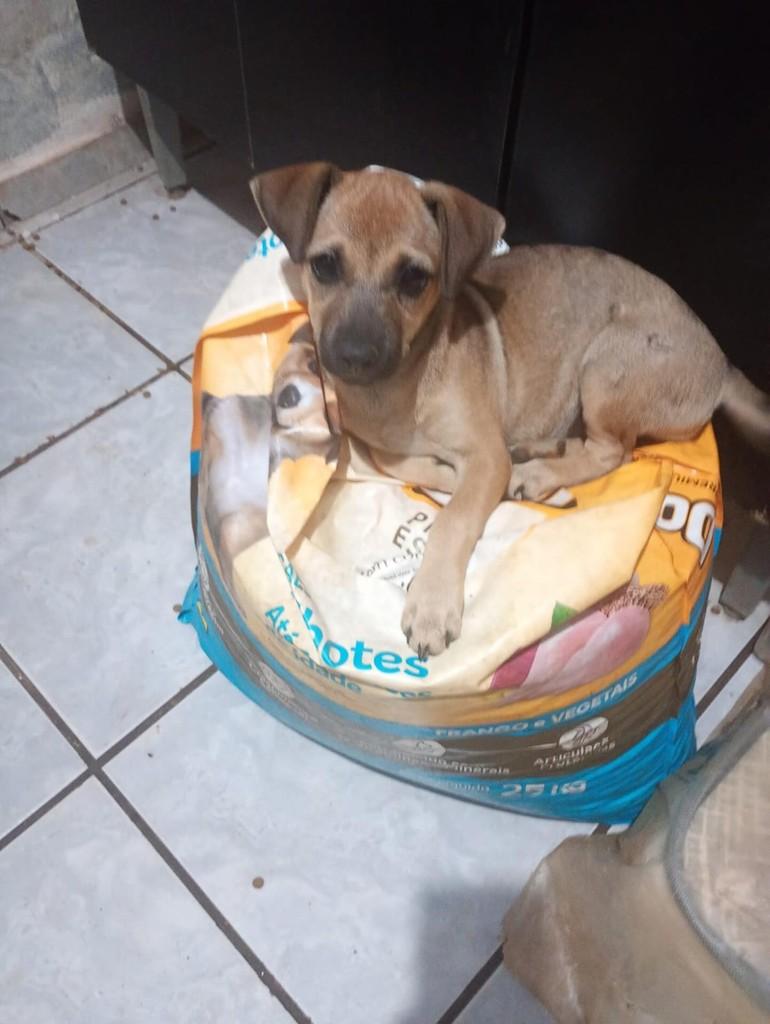 Princesa, cachorro de porte pequeno para adoção em Ourinhos - SP