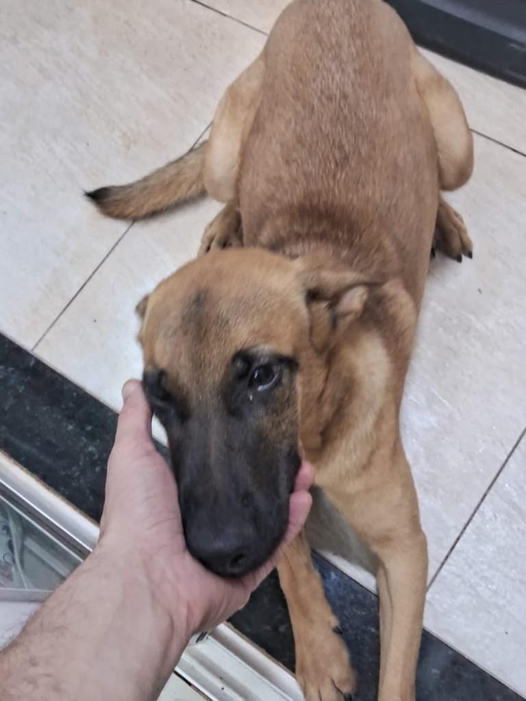 Mestiço Pastor, cachorro de porte médio para adoção em Ourinhos - SP