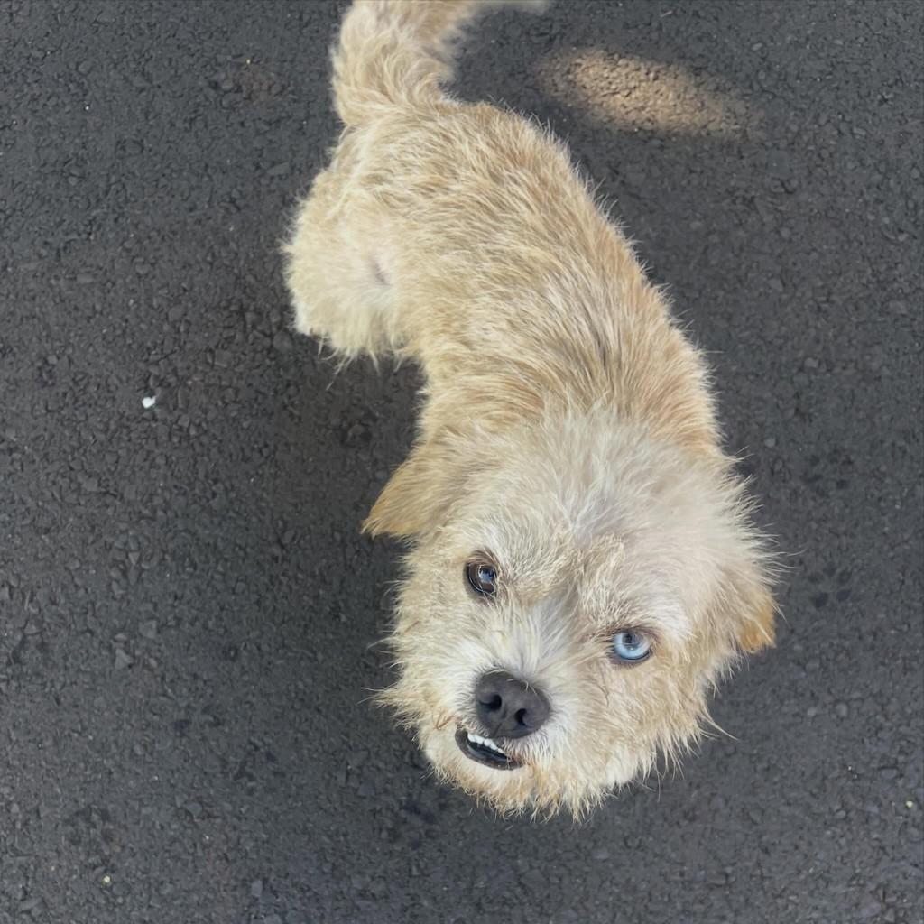 Menininho, cachorro de porte pequeno para adoção em Ourinhos - SP