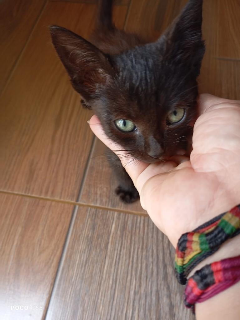 Pretinha, gato de porte pequeno para adoção em Ourinhos - SP
