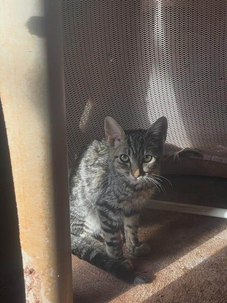 Tigrado, gato de porte pequeno para adoção em Ourinhos - SP