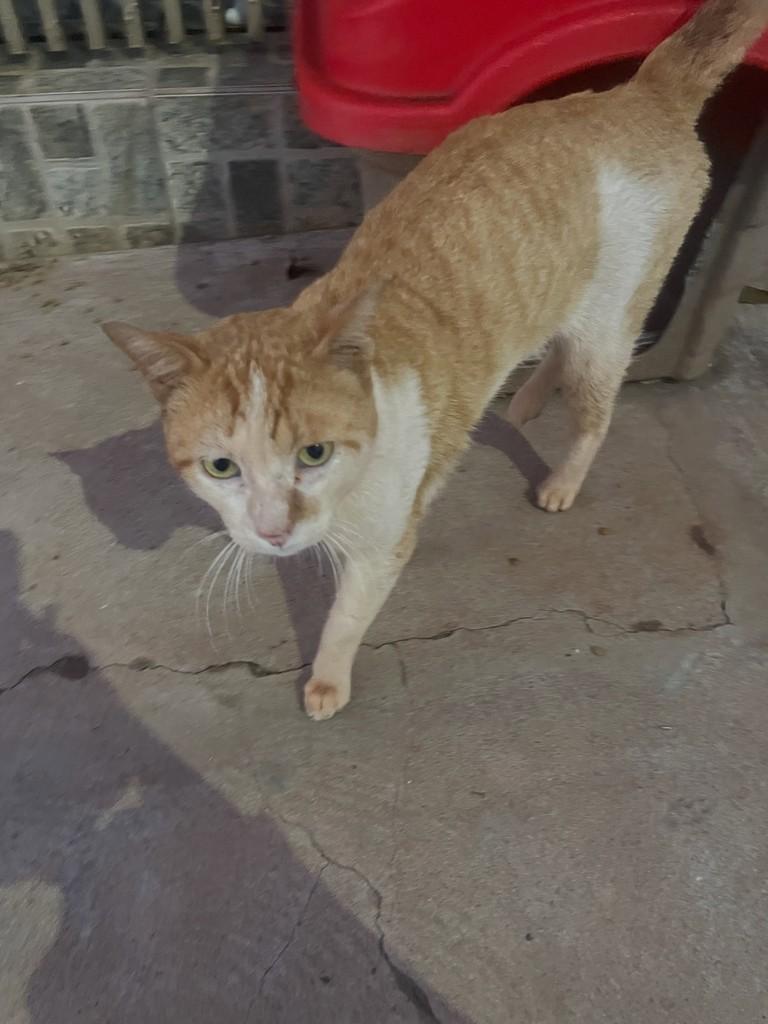 Chorão, gato de porte médio para adoção em Ourinhos - SP