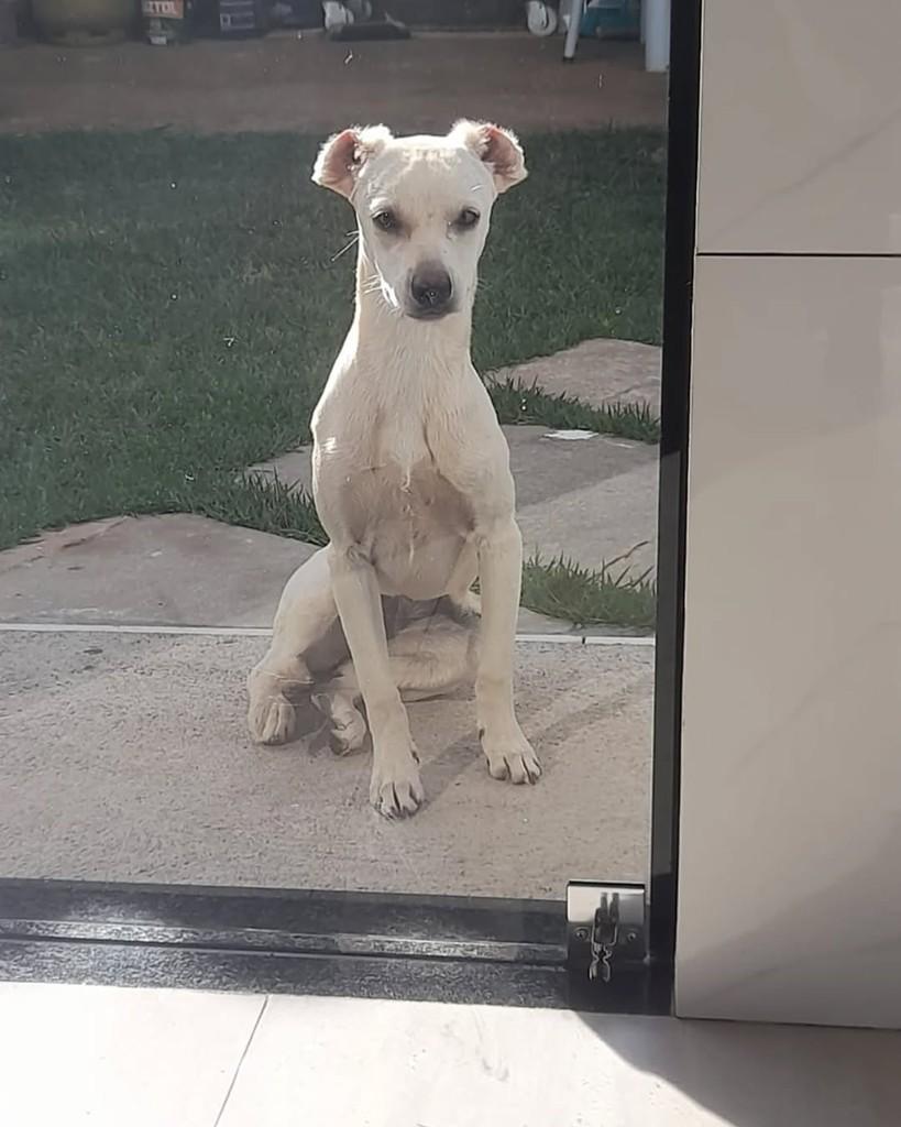 Lindeza, cachorro de porte pequeno para adoção em Brasília - DF