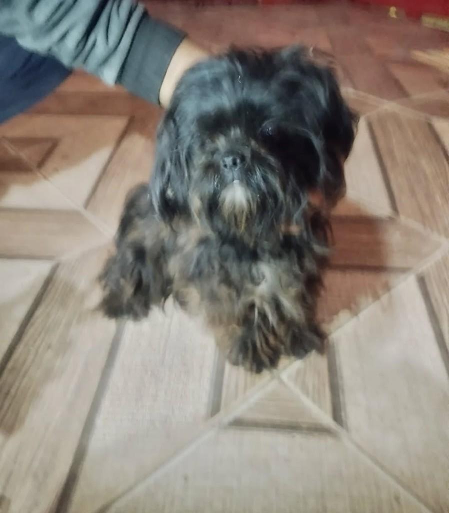 Shitzu Preto, cachorro de porte pequeno para adoção em Brasília - DF