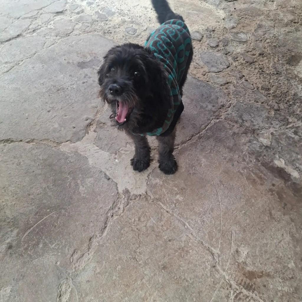 Sirius, cachorro de porte pequeno para adoção em Brasília - DF