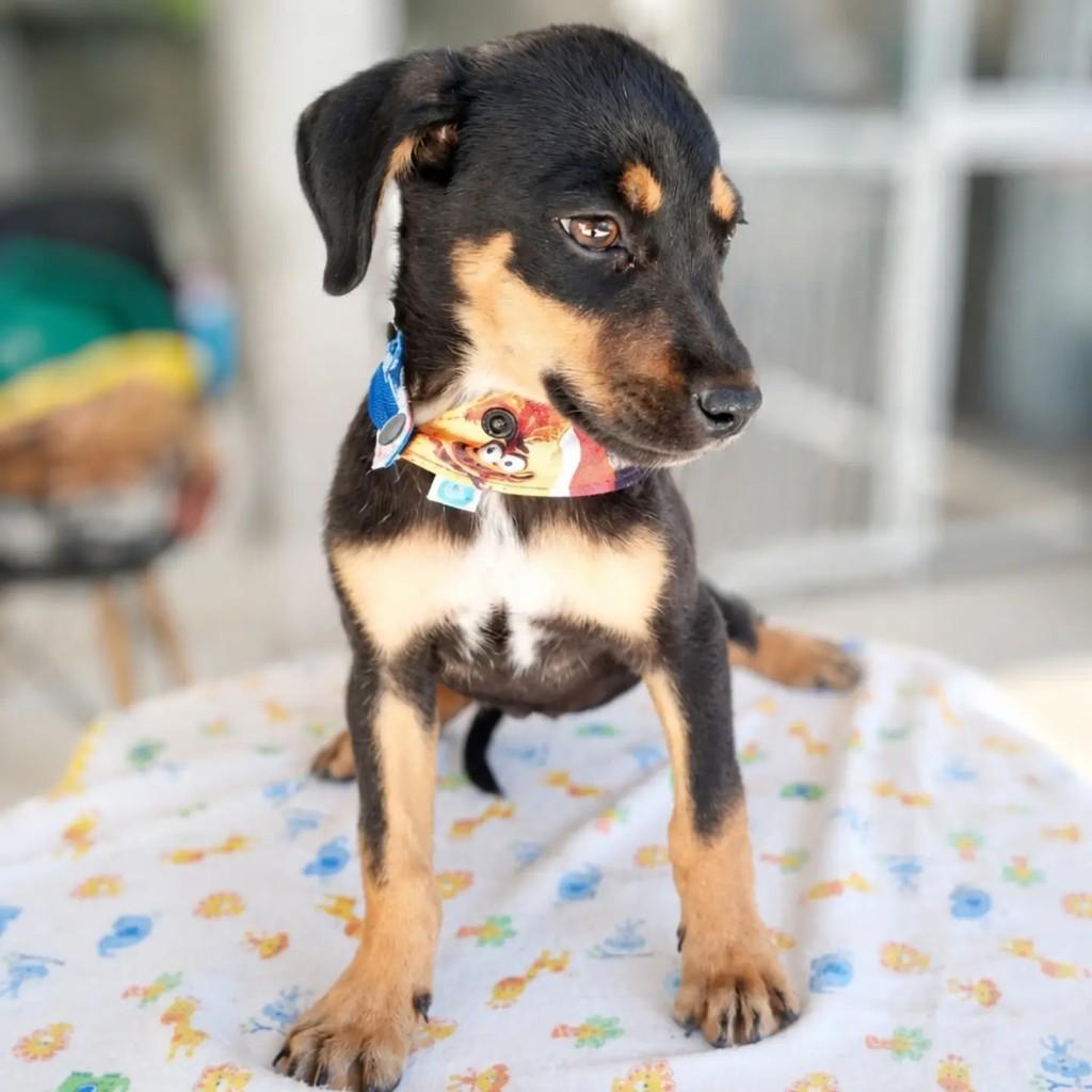 Zezinho, cachorro de porte pequeno para adoção em Brasília - DF