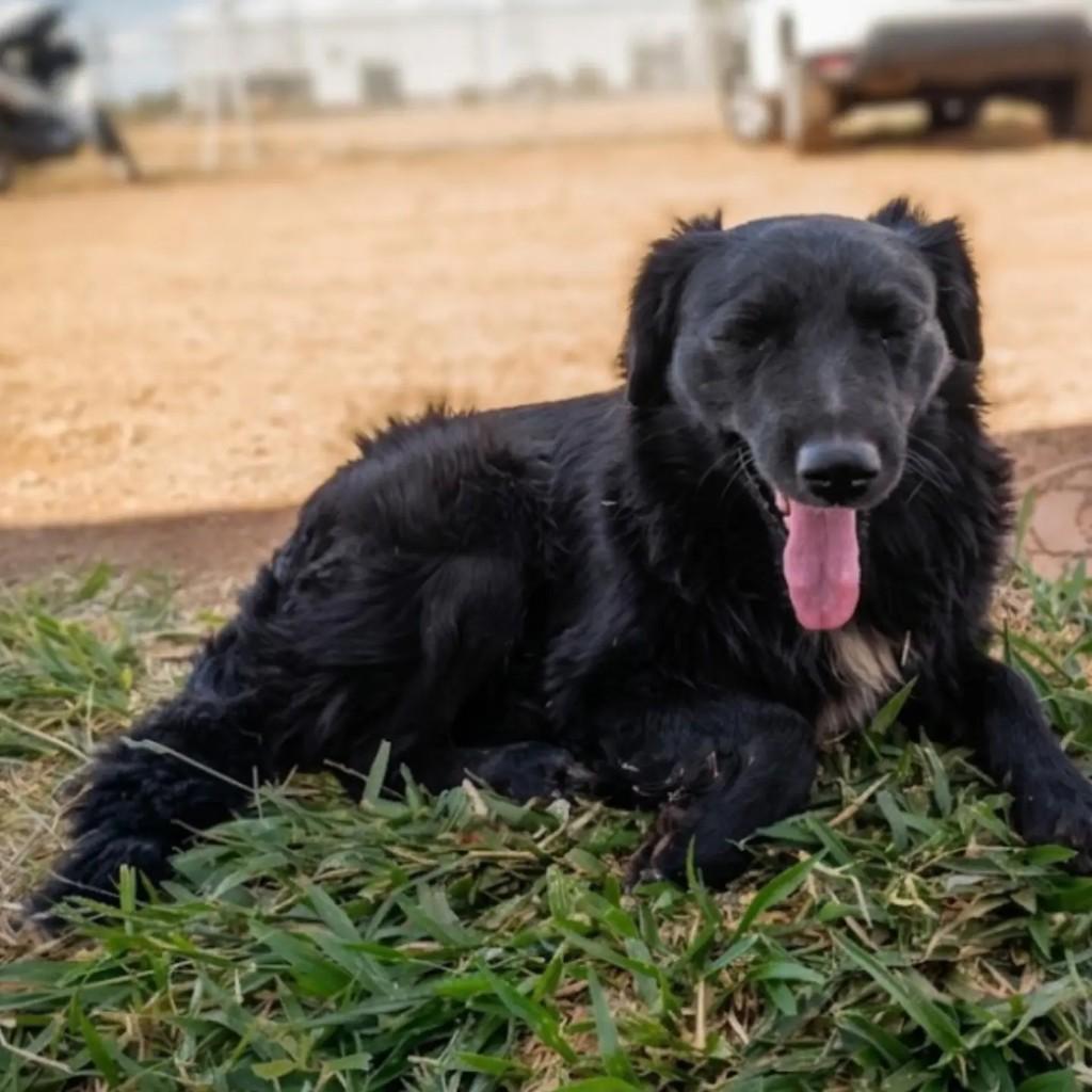 Pretinho, cachorro de porte médio para adoção em Brasília - DF