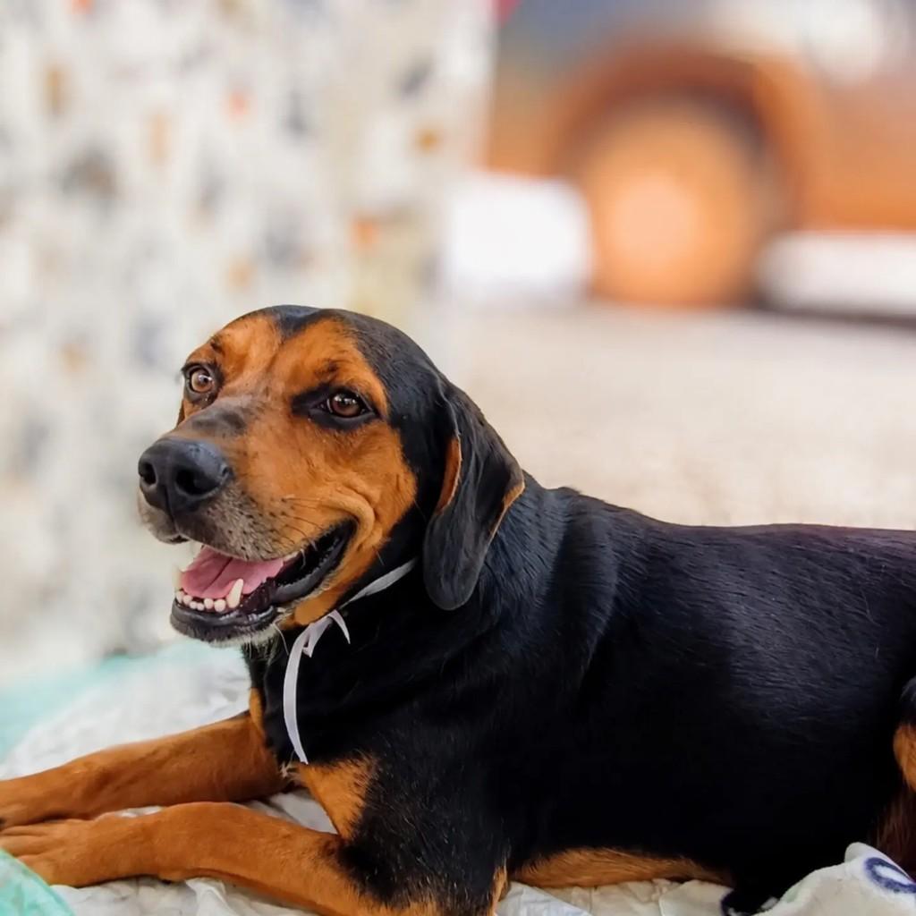 Chico, cachorro de porte médio para adoção em Brasília - DF