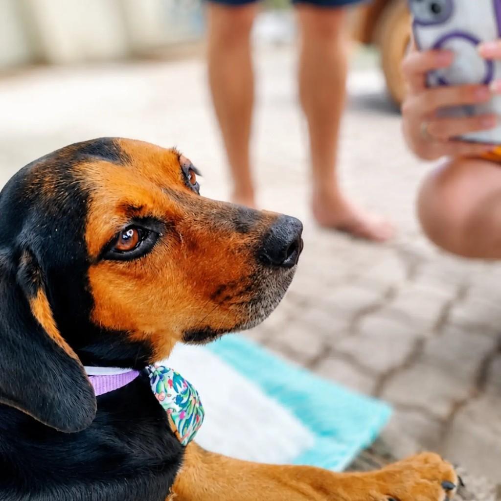 Chico, cachorro de porte médio para adoção em Brasília - DF — foto 2 de 3