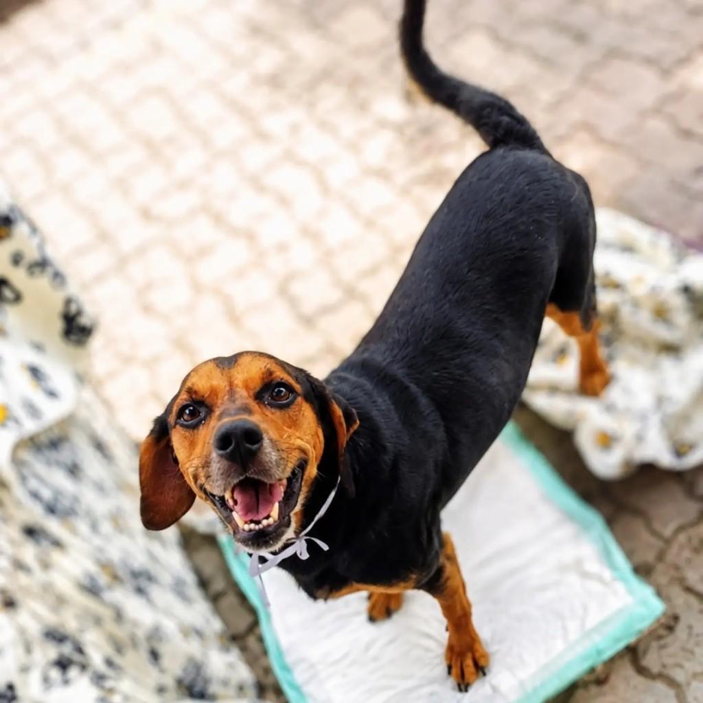Chico, cachorro de porte médio para adoção em Brasília - DF — foto 3 de 3