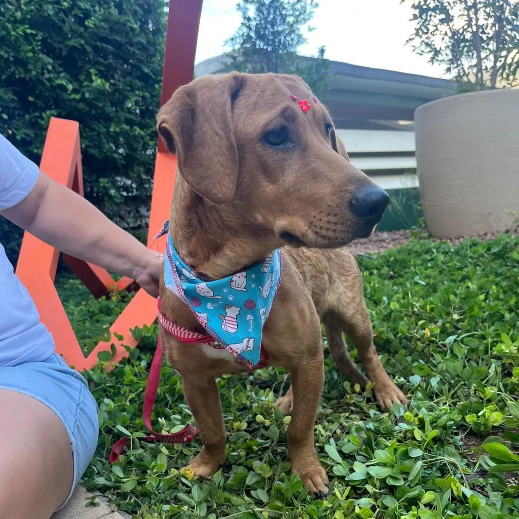 Valentina, cadela de porte pequeno para adoção em Brasília - DF