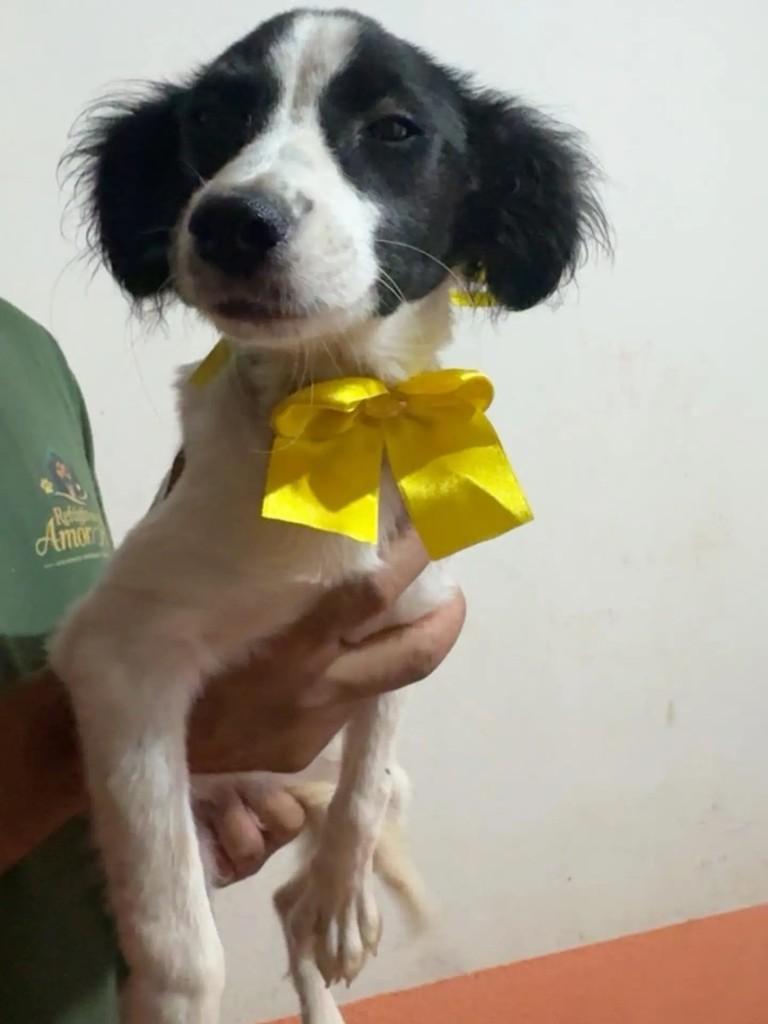 Athena, cadela de porte pequeno para adoção em Brasília - DF