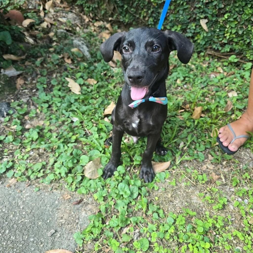 Feijão, cachorro de porte pequeno para adoção em Rio de Janeiro - RJ