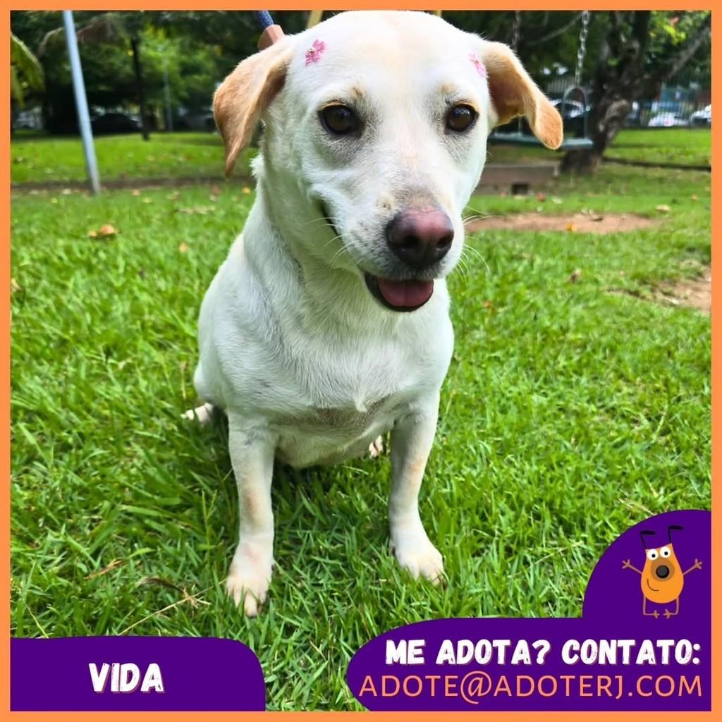 Vida, cadela de porte pequeno para adoção em Rio de Janeiro - RJ
