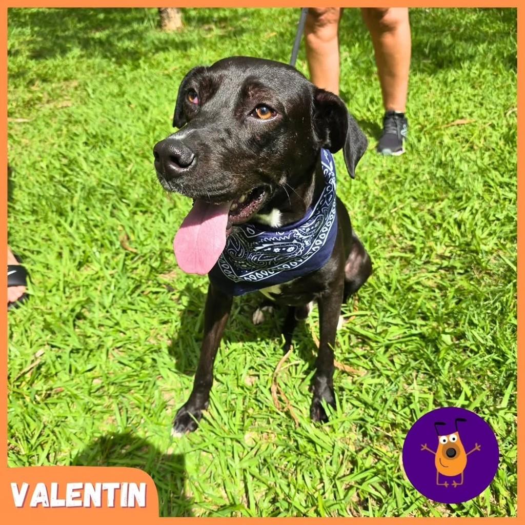 Valentin, cachorro de porte médio para adoção em Rio de Janeiro - RJ