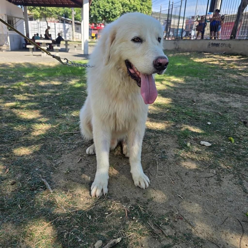 Beethoven, cachorro de porte grande para adoção em Rio de Janeiro - RJ