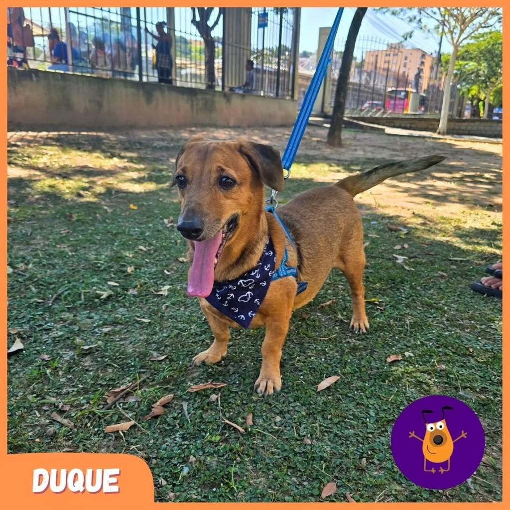 Duque, cachorro de porte pequeno para adoção em Rio de Janeiro - RJ