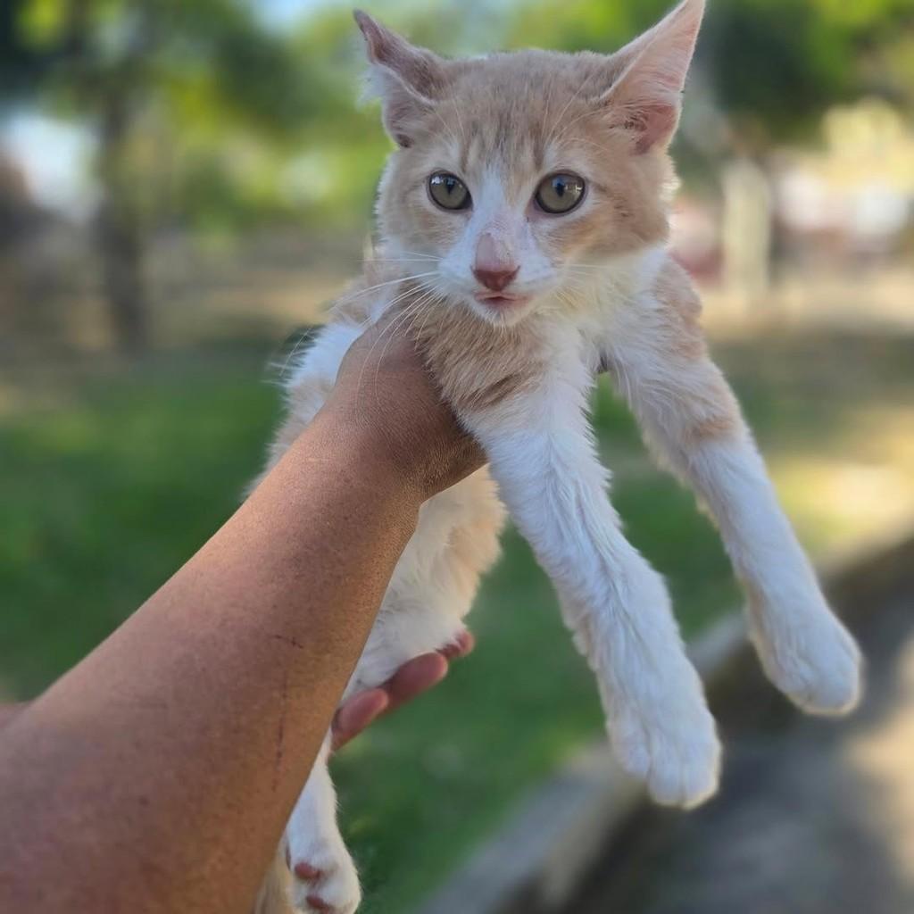 Gucci, gato de porte pequeno para adoção em Rio de Janeiro - RJ