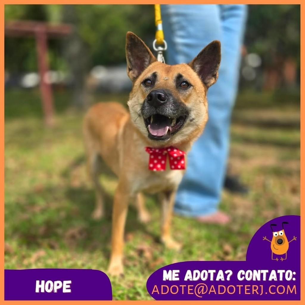 Hope, cachorro de porte médio para adoção em Rio de Janeiro - RJ