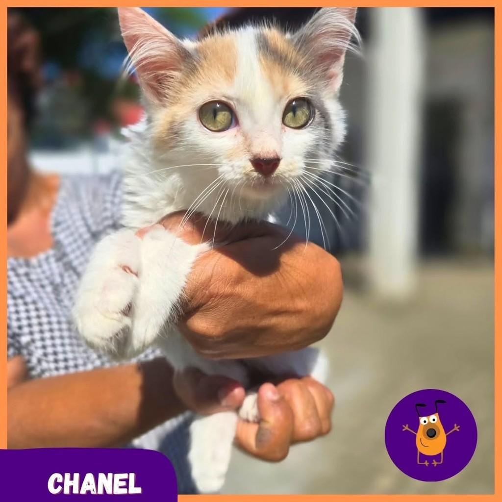 Chanel, gata de porte pequeno para adoção em Rio de Janeiro - RJ