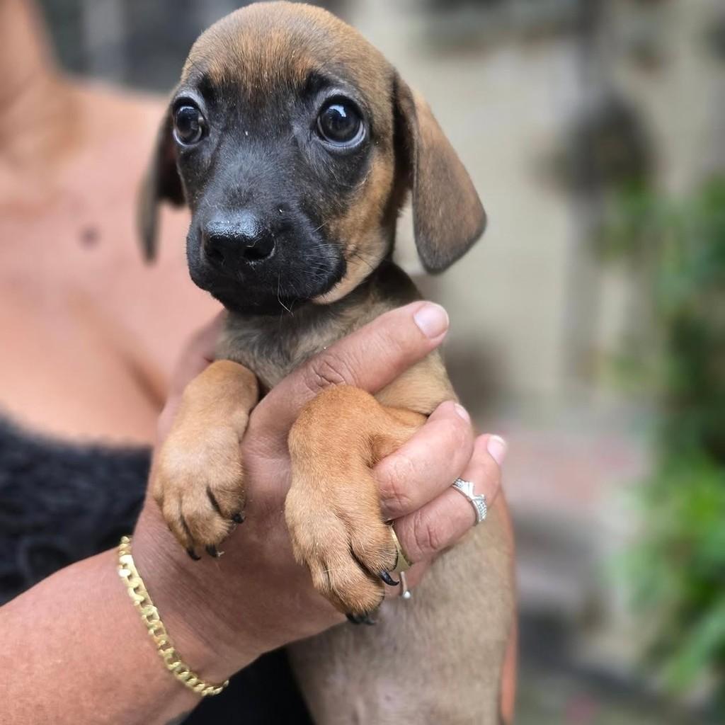 Duda, cachorro de porte pequeno para adoção em Rio de Janeiro - RJ