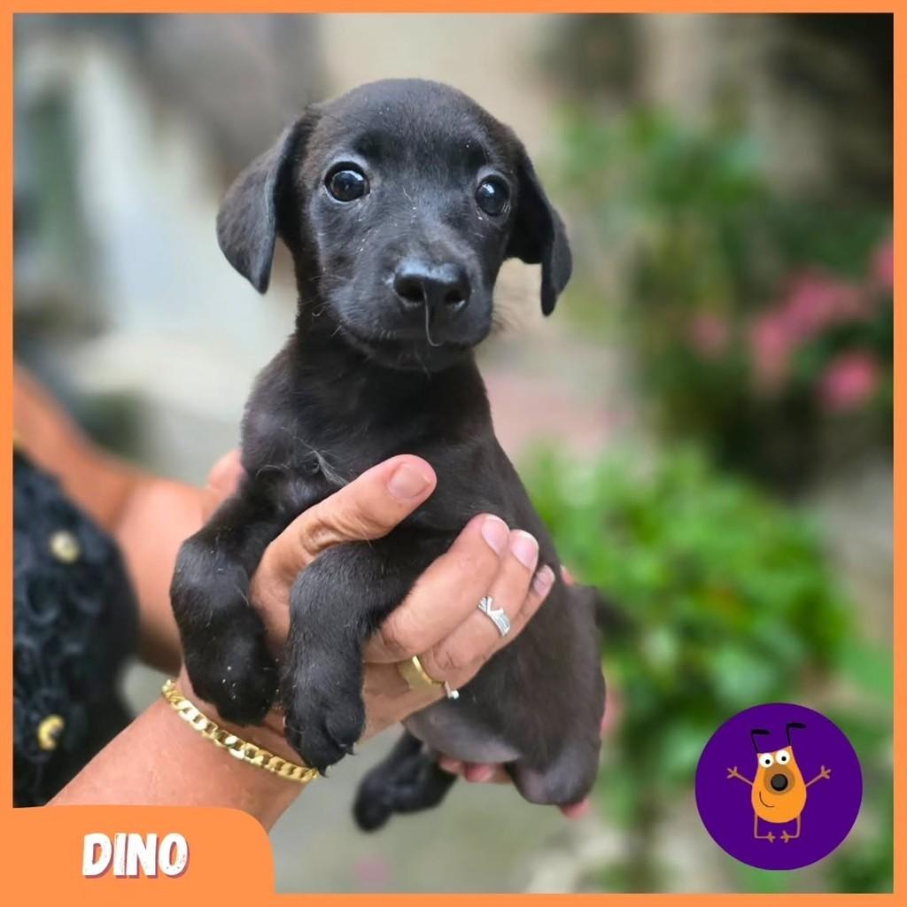 Dino, cachorro de porte pequeno para adoção em Rio de Janeiro - RJ