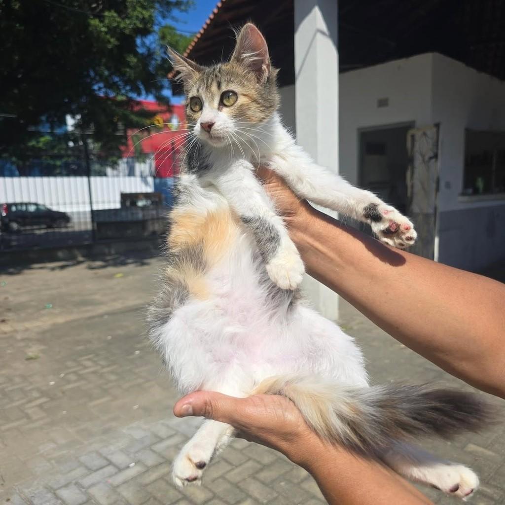 Miu Miu, gata de porte pequeno para adoção em Rio de Janeiro - RJ
