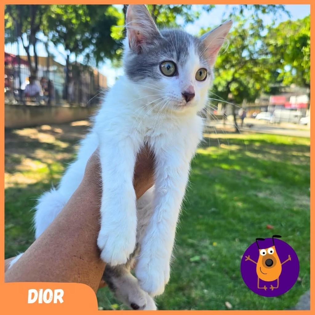 Dior, gato para adoção em Rio de Janeiro - RJ