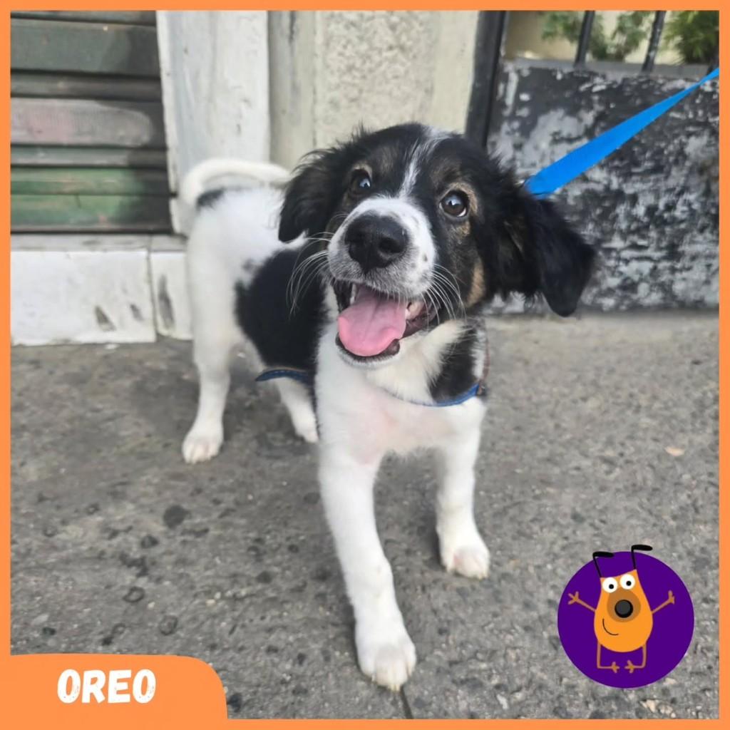 Oreo, cachorro para adoção em Rio de Janeiro - RJ