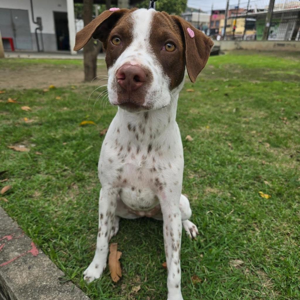Canela, cadela de porte pequeno para adoção em Rio de Janeiro - RJ