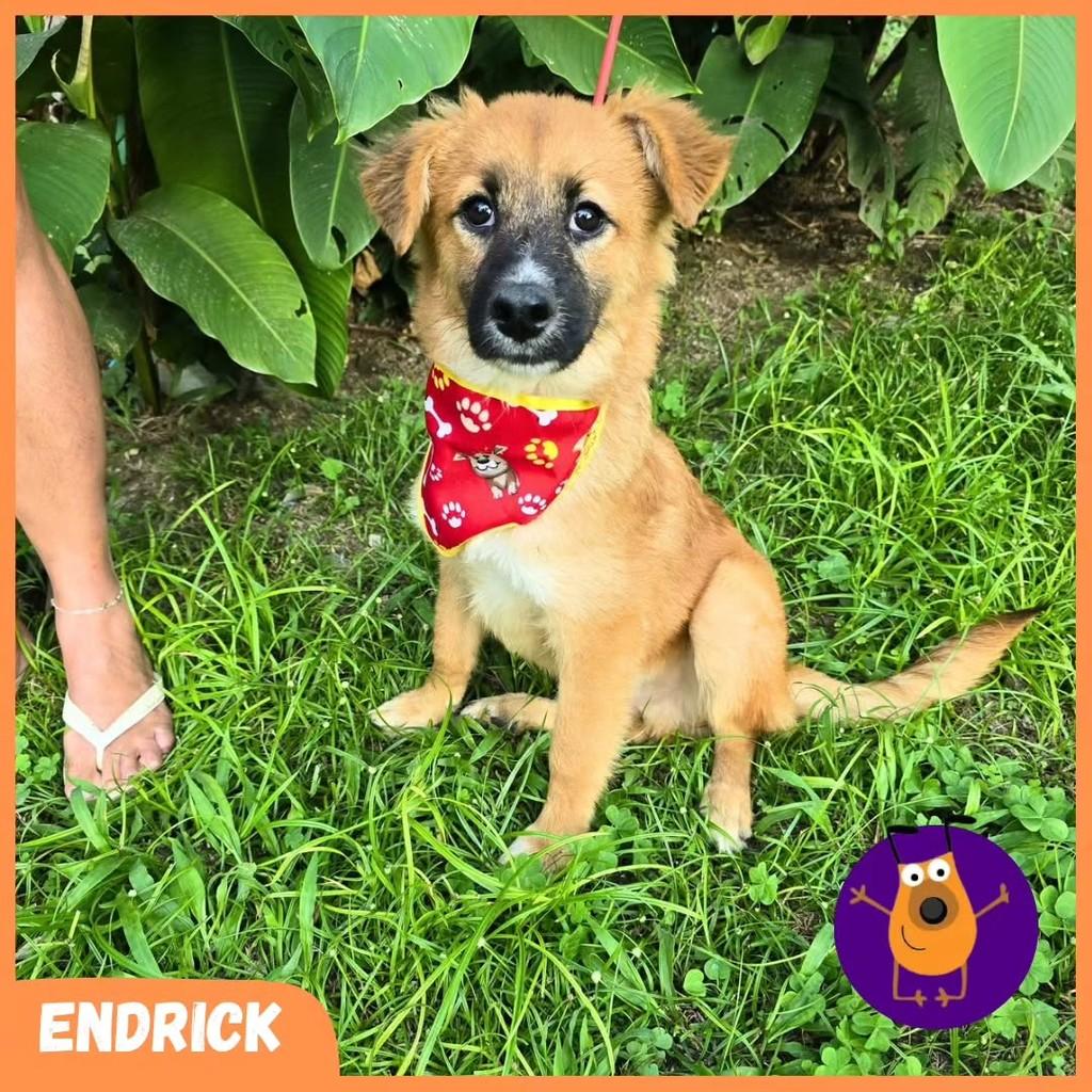 Endrick, cachorro de porte pequeno para adoção em Rio de Janeiro - RJ