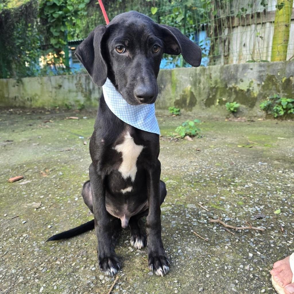 Vini Jr, cachorro de porte pequeno para adoção em Rio de Janeiro - RJ