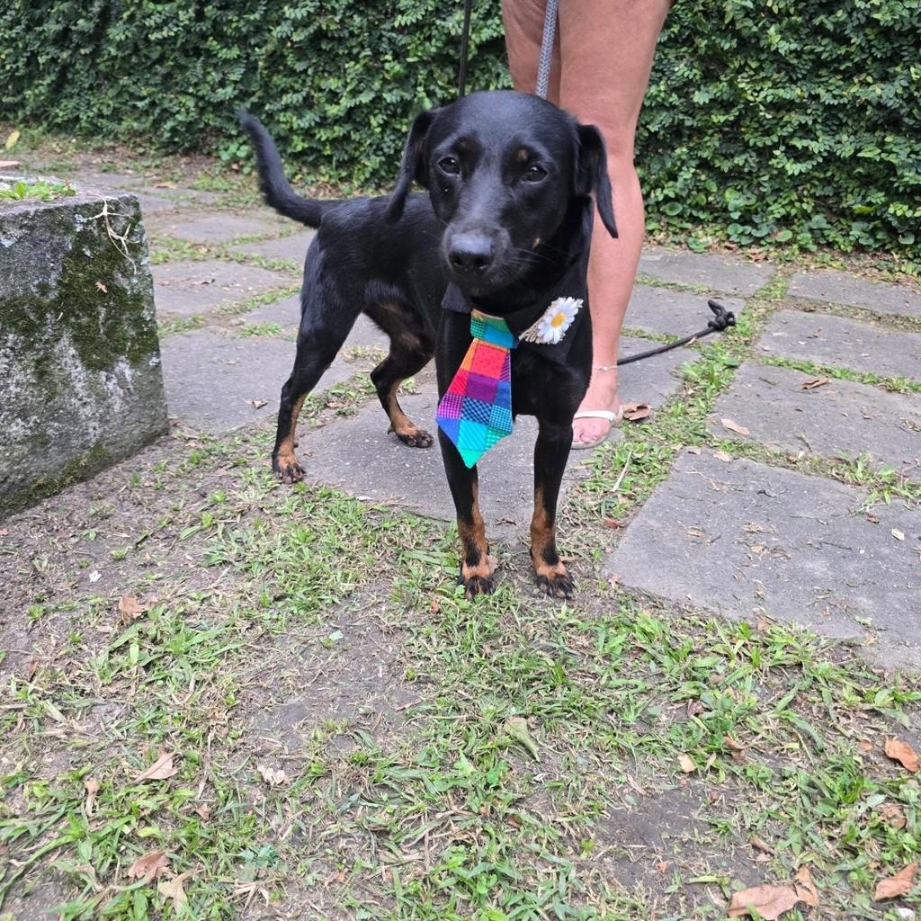 Bob, cachorro de porte médio para adoção em Rio de Janeiro - RJ