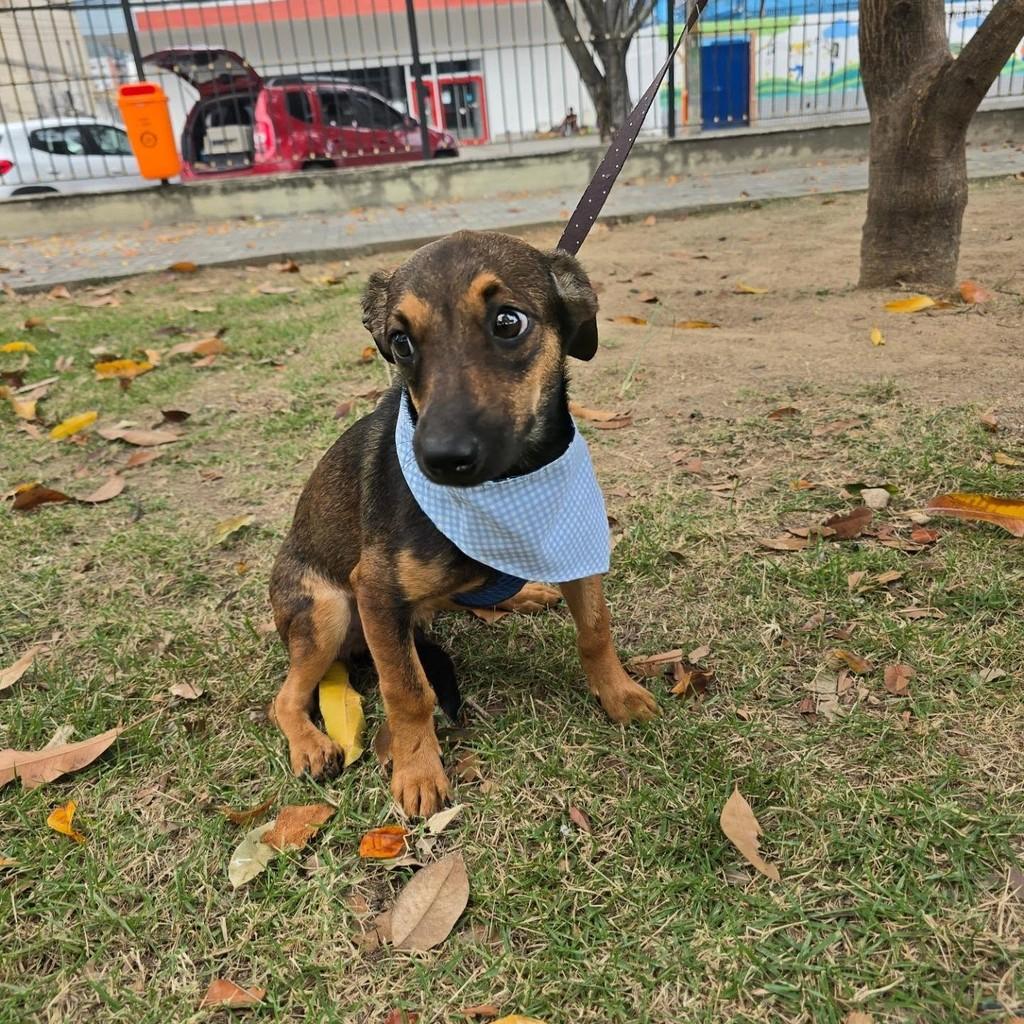 Rico, cachorro de porte pequeno para adoção em Rio de Janeiro - RJ