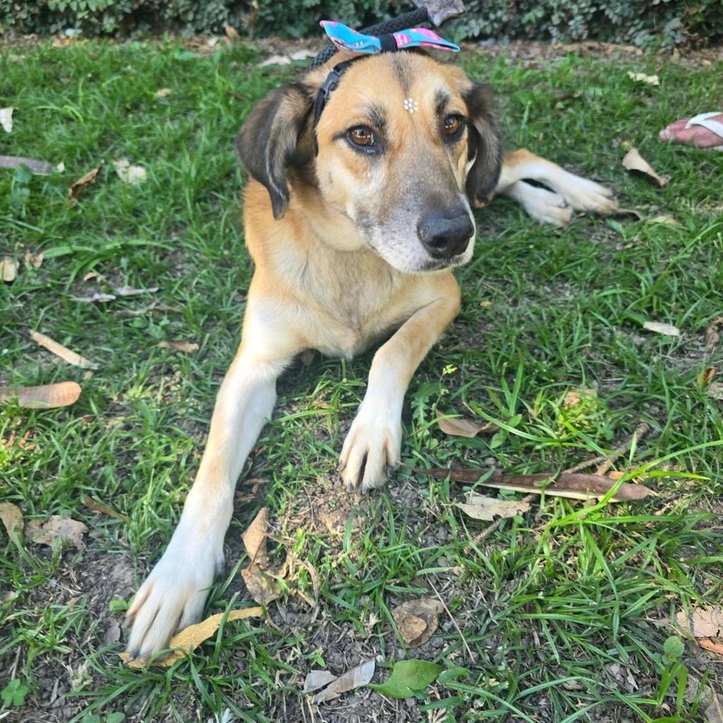 Barbie, cachorro de porte médio para adoção em Rio de Janeiro - RJ