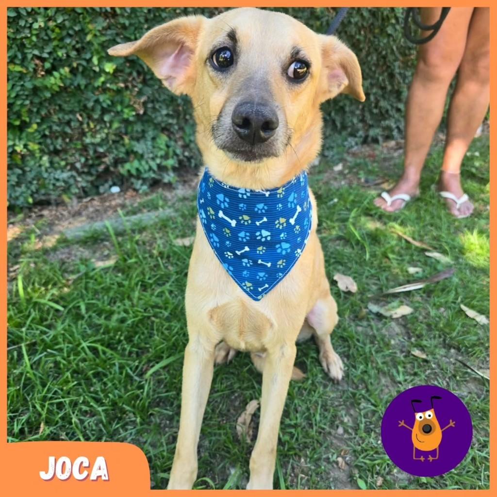 Joca, cachorro de porte médio para adoção em Rio de Janeiro - RJ