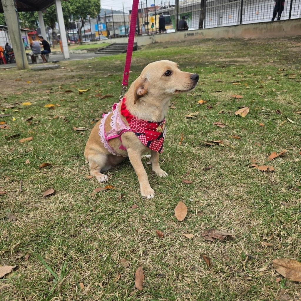 Nanny, cadela de porte pequeno para adoção em Rio de Janeiro - RJ