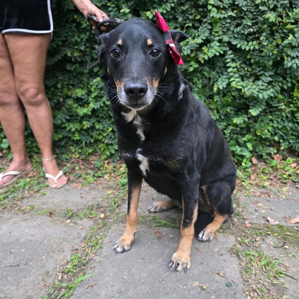 Polly, cadela de porte grande para adoção em Rio de Janeiro - RJ