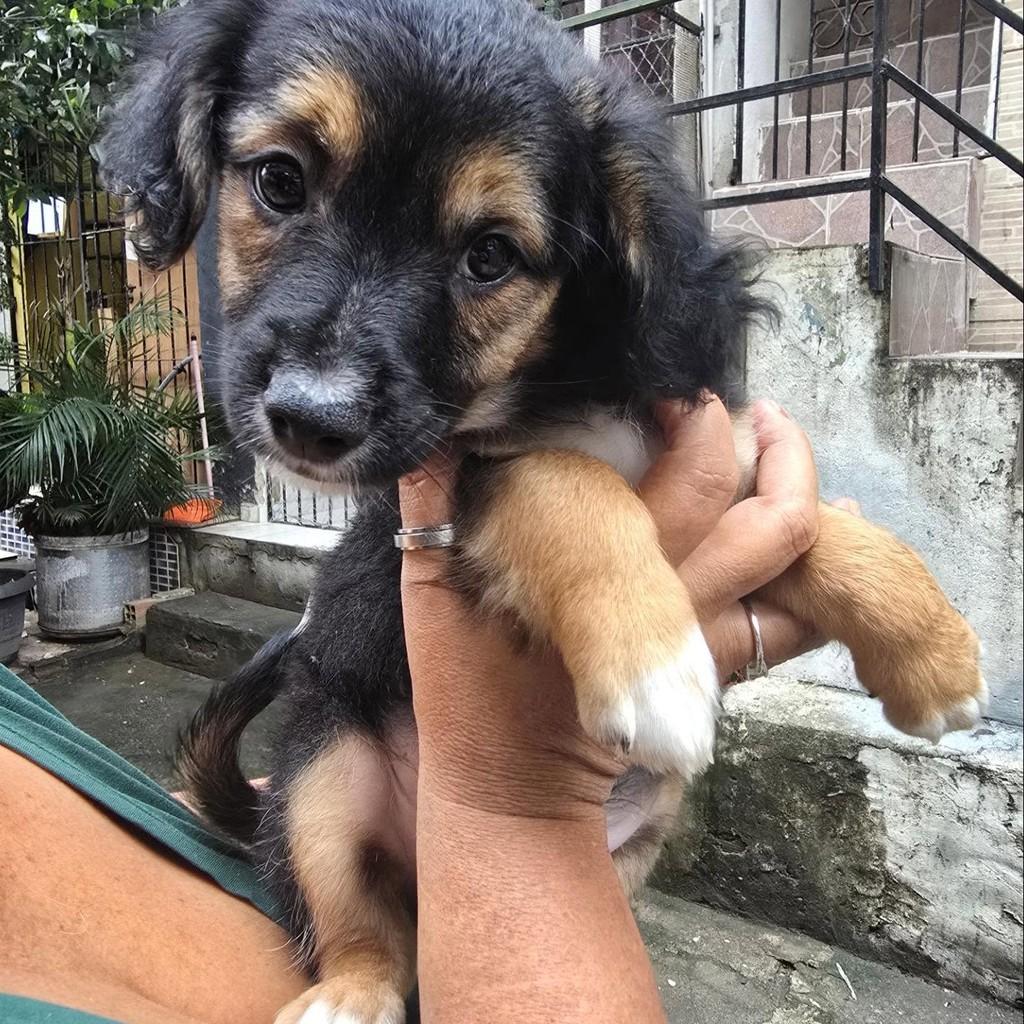 Paco, cachorro de porte pequeno para adoção em Rio de Janeiro - RJ