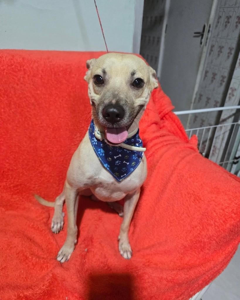 Thomas, cachorro de porte pequeno para adoção em Rio de Janeiro - RJ