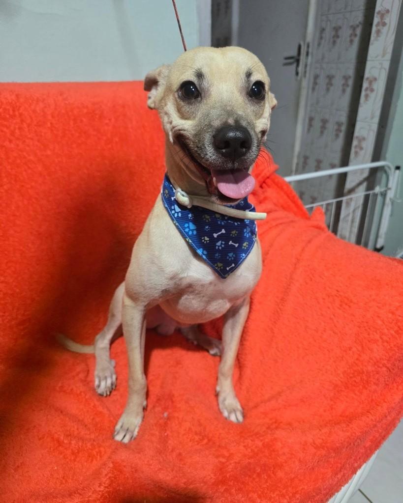 Thomas, cachorro de porte pequeno para adoção em Rio de Janeiro - RJ — foto 2 de 18