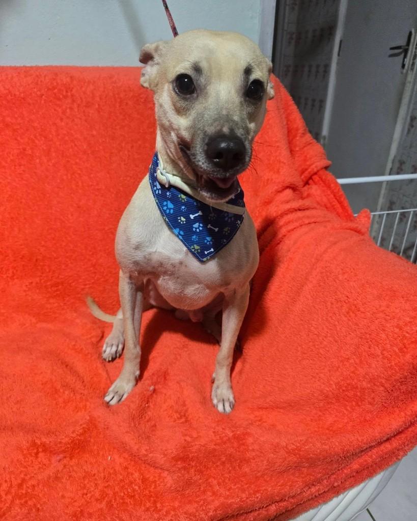 Thomas, cachorro de porte pequeno para adoção em Rio de Janeiro - RJ — foto 3 de 18