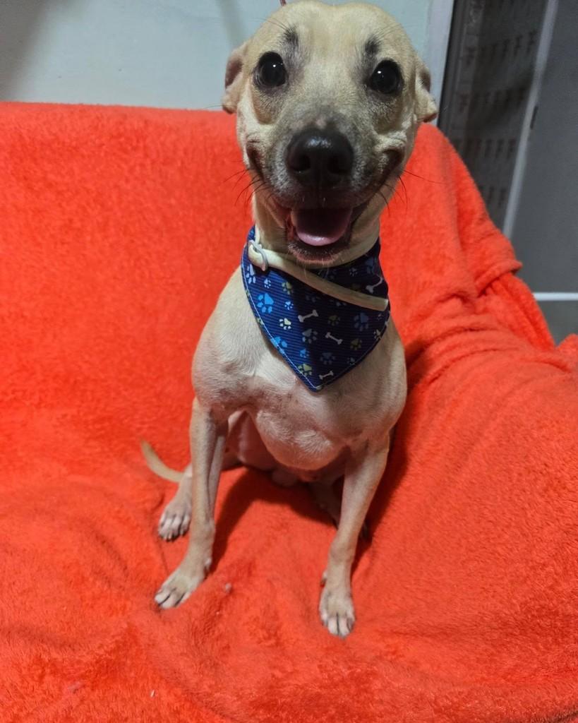 Thomas, cachorro de porte pequeno para adoção em Rio de Janeiro - RJ — foto 4 de 18